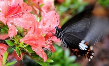 蝶々と花