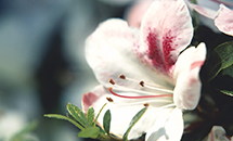 さつきの花